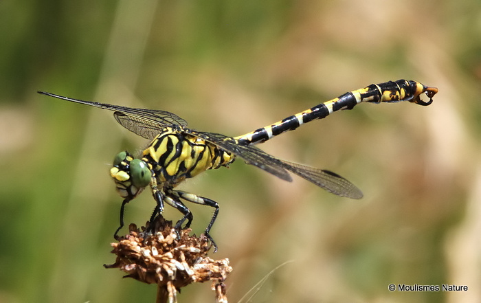 Green-eyed Hooktail (Onychogomphus forcipatus) M