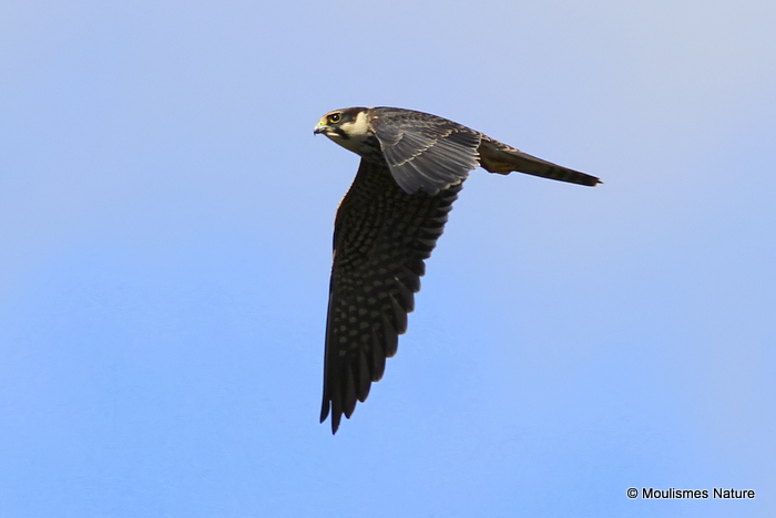 Falco subbuteo juv