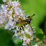Thick-headed fly sp. Conops silaceus