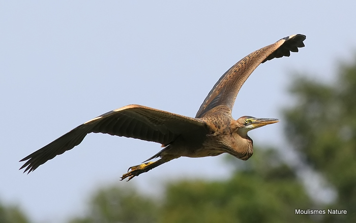 Purple Heron (Ardea purpurea) Juv, Héron pourpré