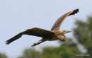 Purple Heron (Ardea purpurea) Juv, Héron pourpré