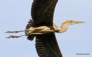 Purple Heron (Ardea purpurea) Juv, Héron pourpré