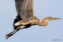 Purple Heron (Ardea purpurea) Juv, Héron pourpré
