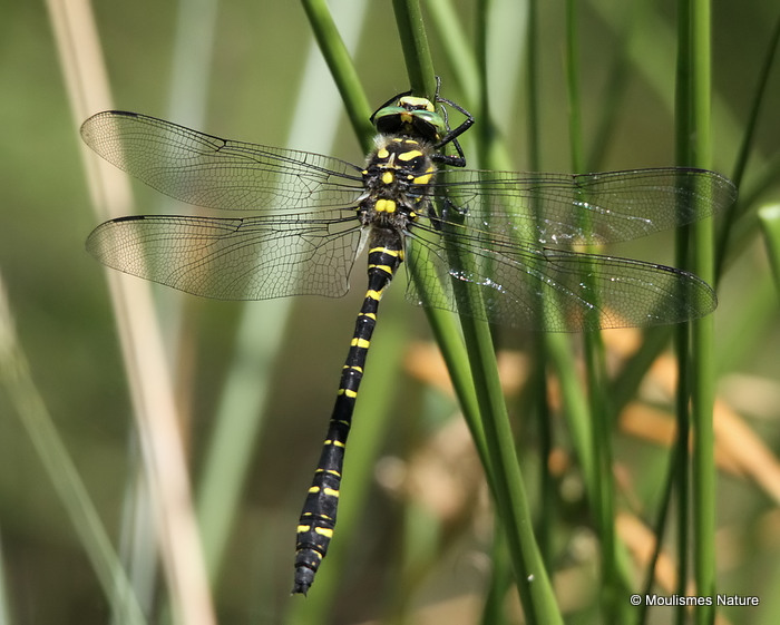 Golden-ringed Dragonfly (Cordulegaster boltonii) M