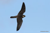 Falco subbuteo juv