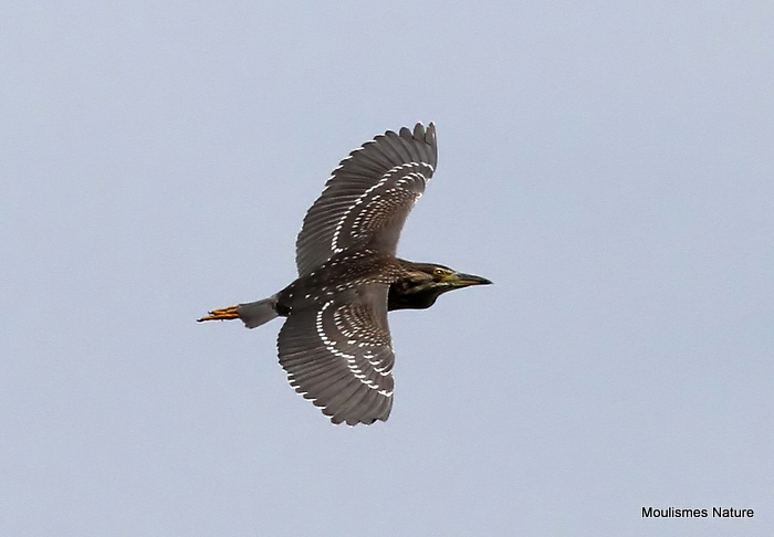 Black-crowned Night Heron (Nycticorax nycticorax) Juv