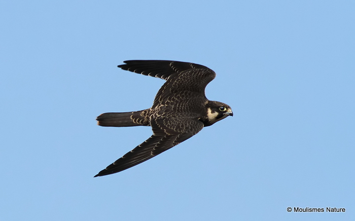 Falco subbuteo juv