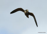 Falco subbuteo juv