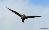 Falco subbuteo juv