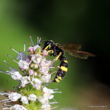 Cerceris rybyensis (Ornate-tailed Digger Wasp)