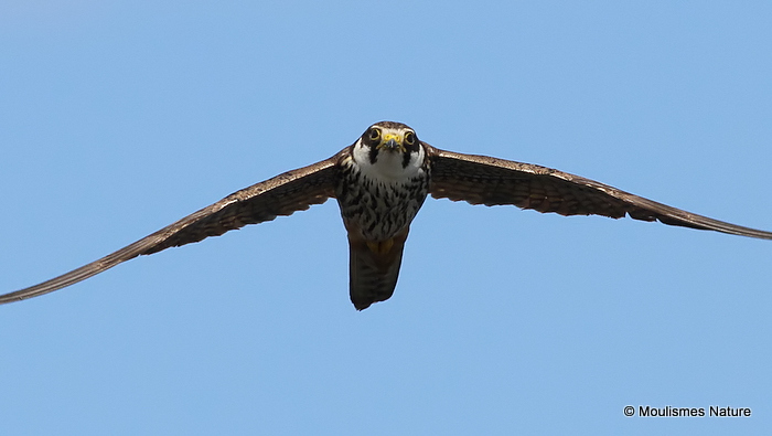 Falco subbuteo juv