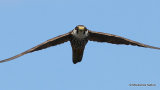 Falco subbuteo juv