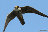 Falco subbuteo juv