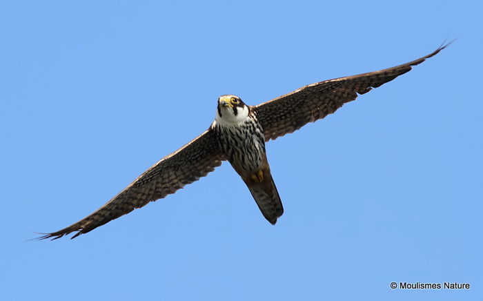 Falco subbuteo juv