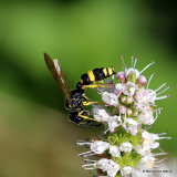 Cerceris rybyensis (Ornate-tailed Digger Wasp)