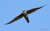 Falco subbuteo juv