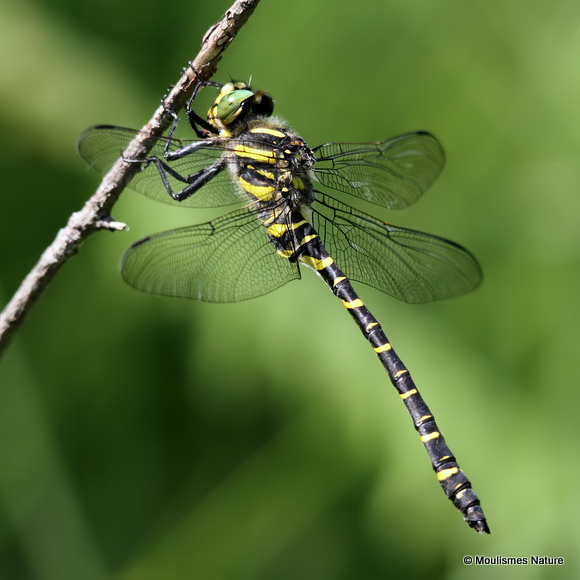Golden-ringed Dragonfly (Cordulegaster boltonii) M