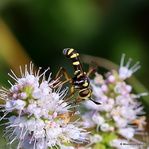 Thick-headed fly sp. Conops silaceus
