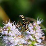 Thick-headed fly sp. Conops silaceus