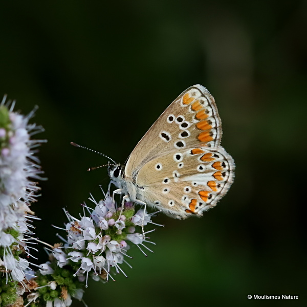 Brown Argus (Aricia agestis)