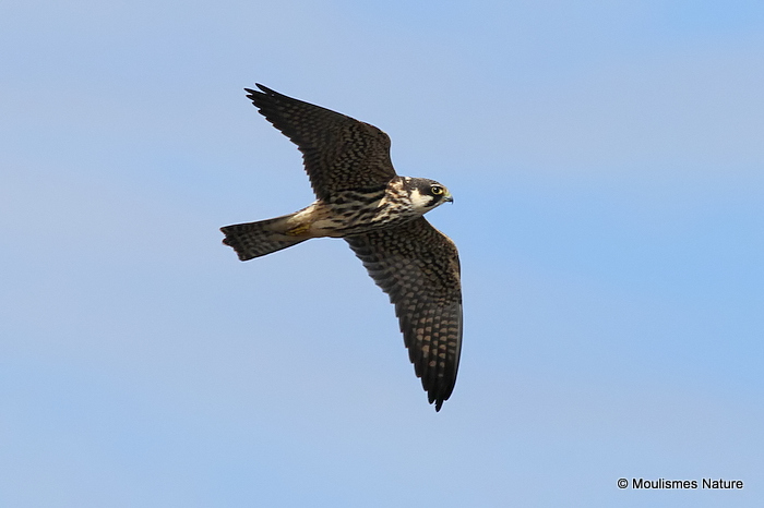 Falco subbuteo juv