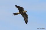 Falco subbuteo juv