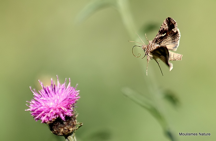 Silver Y (Autographa gamma)
