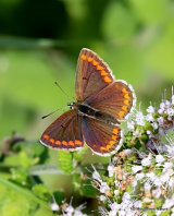 Brown Argus (Aricia agestis)