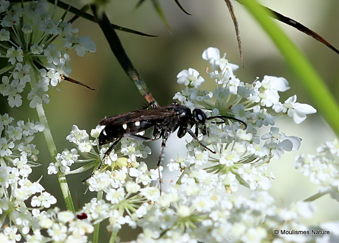 Episyron sp. (Pompilidae)