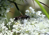 Episyron sp. (Pompilidae)