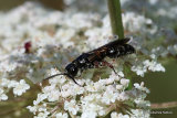 Tiphia femorata (Beetle-killing Wasp)
