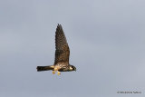 Falco subbuteo juv