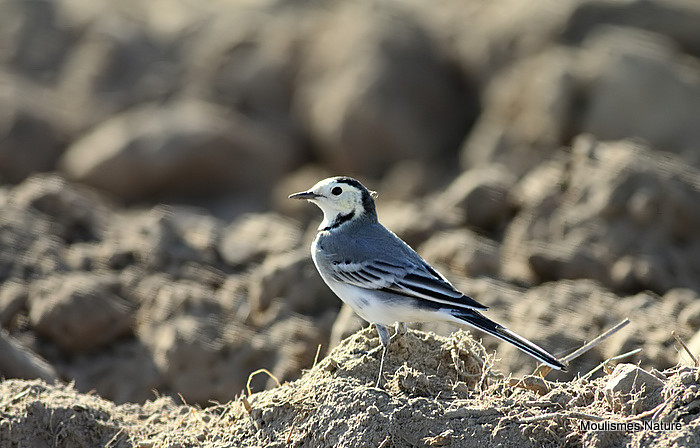 White Wagtail (Motacilla alba) M