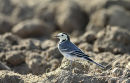 White Wagtail (Motacilla alba) M