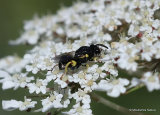 Brachymeria tibialis (Chalcid wasp sp.)