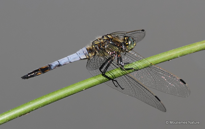 Black-tailed Skimmer (Orthetrum cancellatum) M