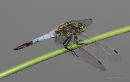 Black-tailed Skimmer (Orthetrum cancellatum) M