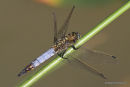 Black-tailed Skimmer (Orthetrum cancellatum) M