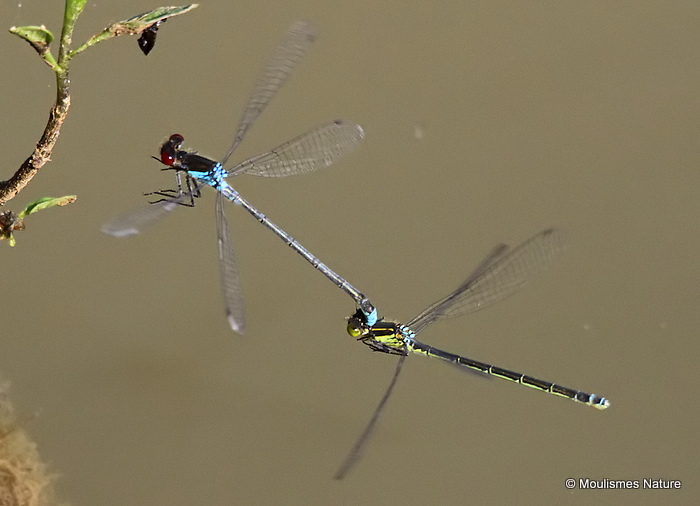 Small Red-eyed Damselflies (Erythromma viridulum)