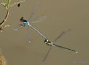 Small Red-eyed Damselflies (Erythromma viridulum)