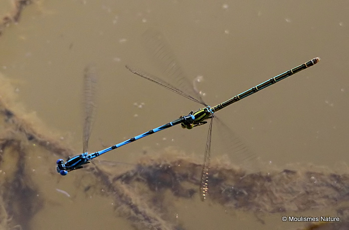 Goblet-marked Damselflies (Erythromma lindenii)