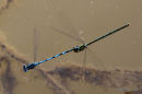 Goblet-marked Damselflies (Erythromma lindenii)