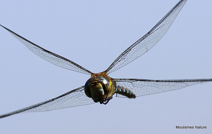 Migrant Hawker (Aeshna mixta) M