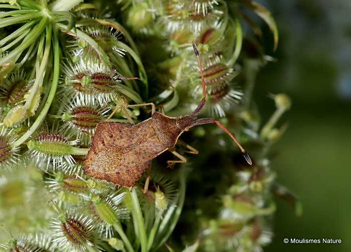 Squash Bug sp. Verlusea rhombea