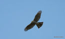 Eurasian Sparrowhawk (Accipiter nisus) F