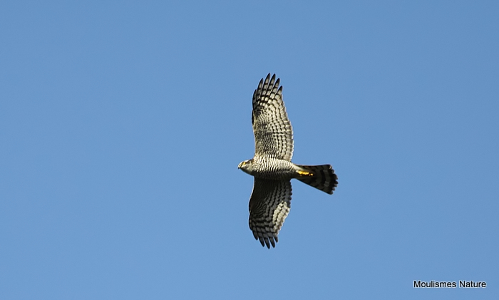 Eurasian Sparrowhawk (Accipiter nisus) F