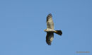 Eurasian Sparrowhawk (Accipiter nisus) F