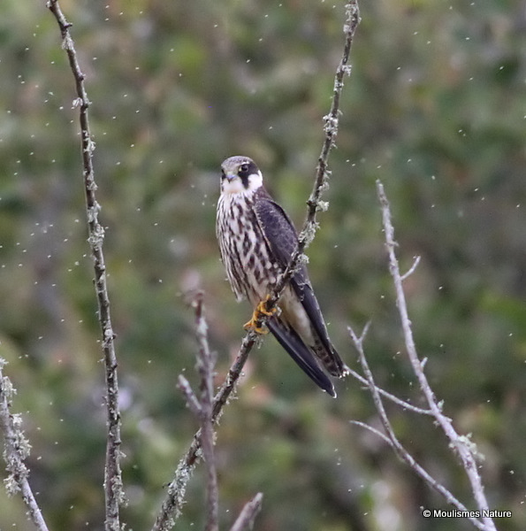 Falco subbuteo juv