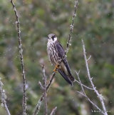 Falco subbuteo juv