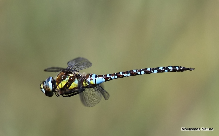 Migrant Hawker (Aeshna mixta) M
